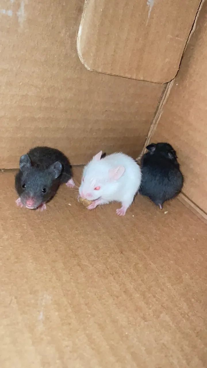 Hamster  - Foto 2