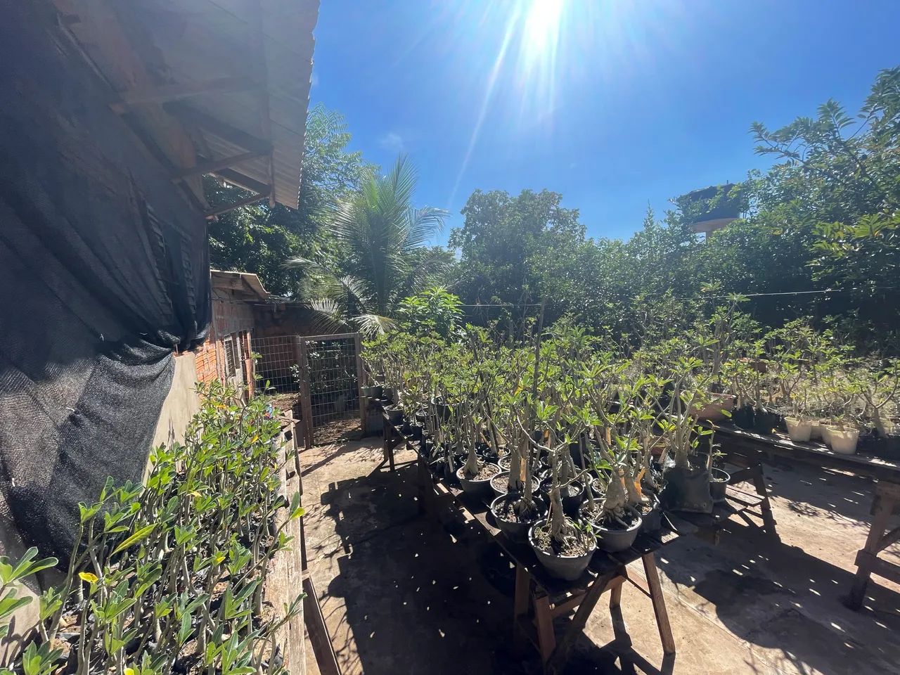 Oportunidade ! Mais de 400 plantas.  - Foto 6