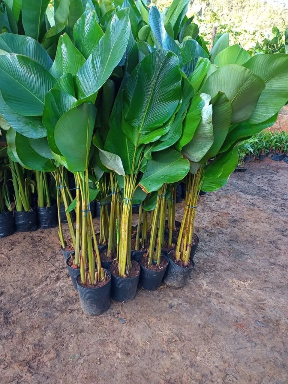 Maranta charuto 