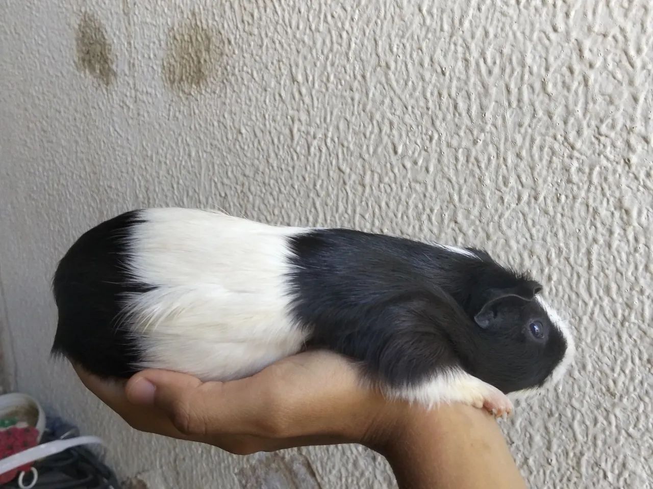Porquinho da índia  - Foto 3