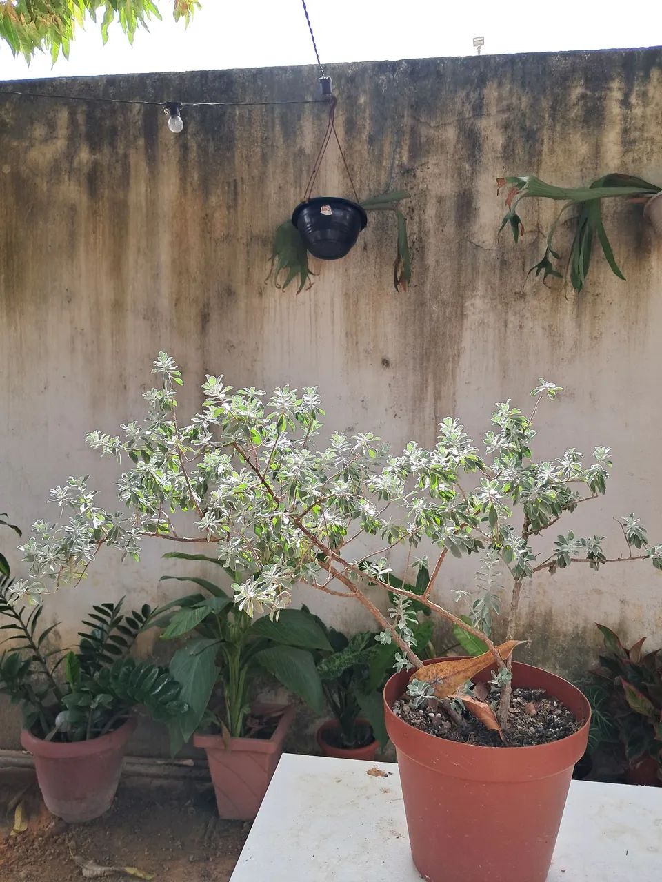 Planta chuva de prata 