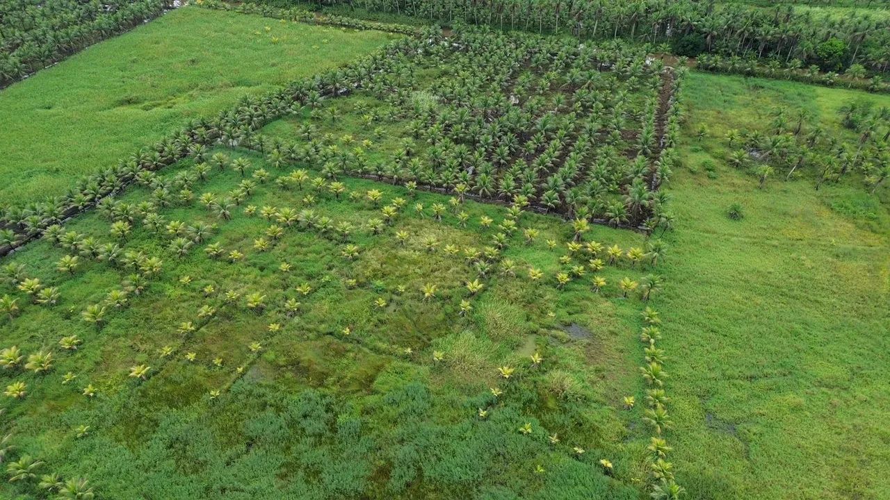 Sítio de coqueiro em Barra de Santo Antônio  - Foto 3