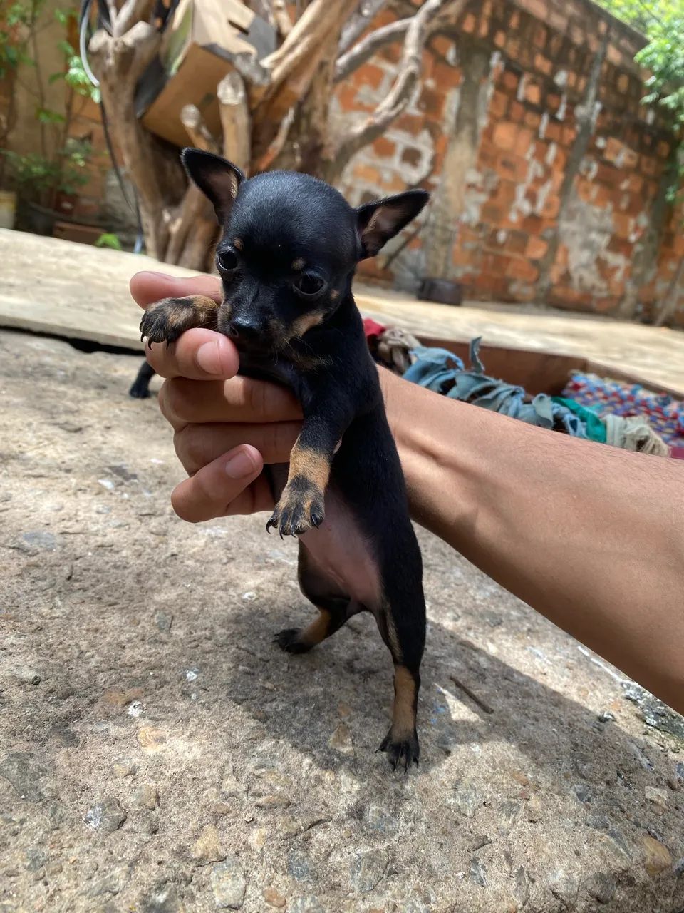 Filhotes Pinscher  - Foto 5