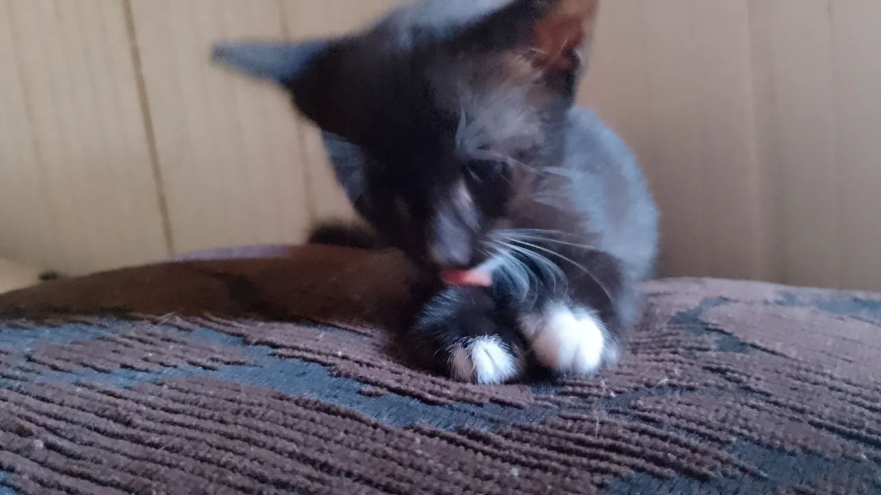 Doação de gatinho - Foto 2