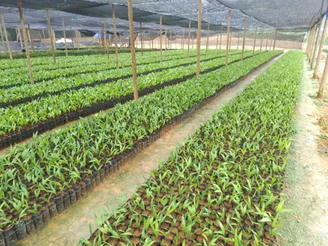 Mudas de Palmito Pupunha - Foto 2