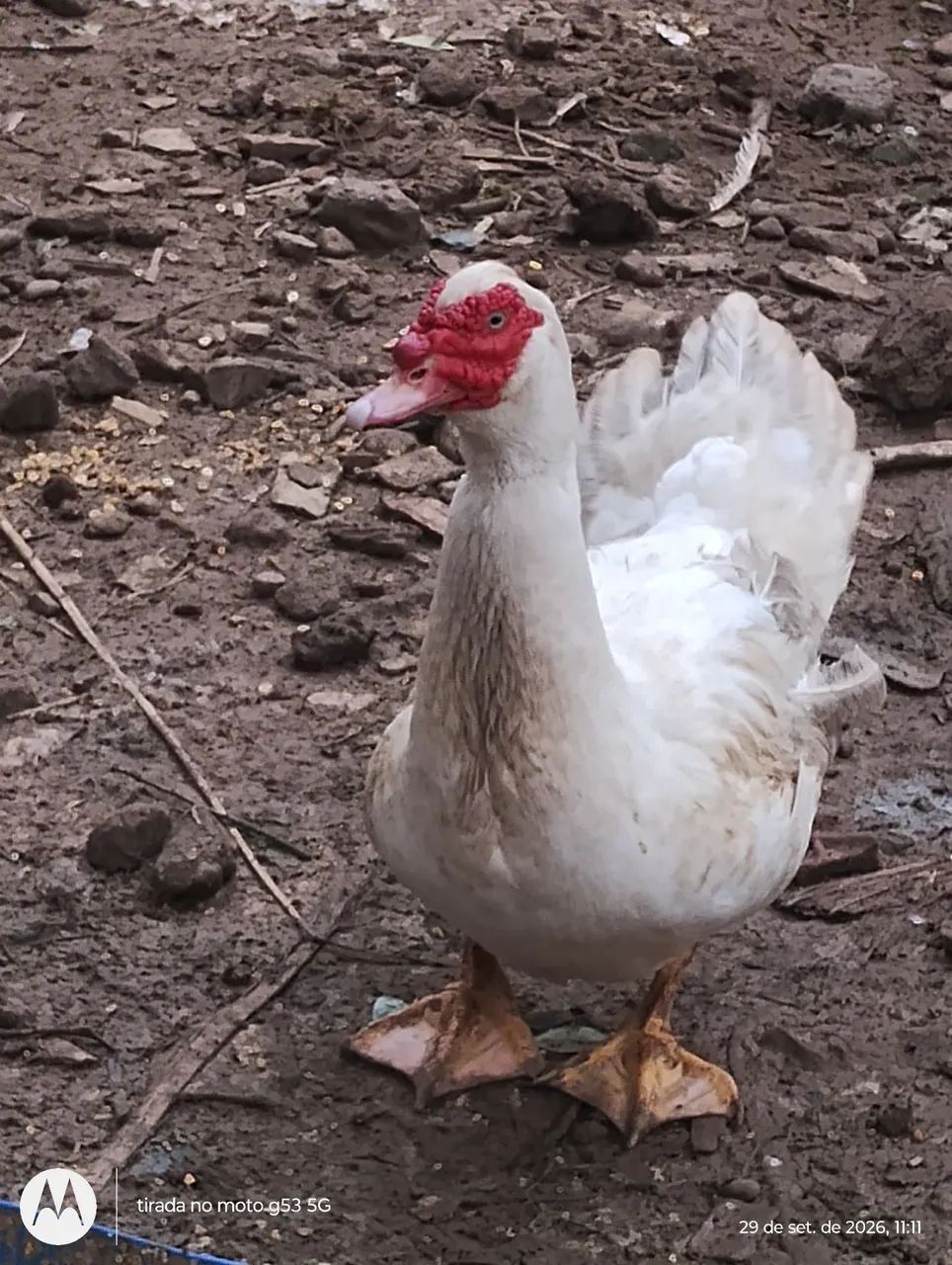 Patos e patas  - Foto 3