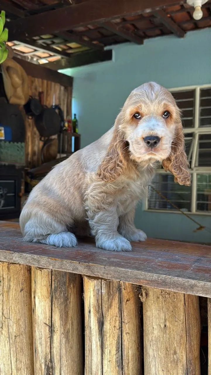 Cocker Spaniel macho branco e preto disponíveis  - Foto 5