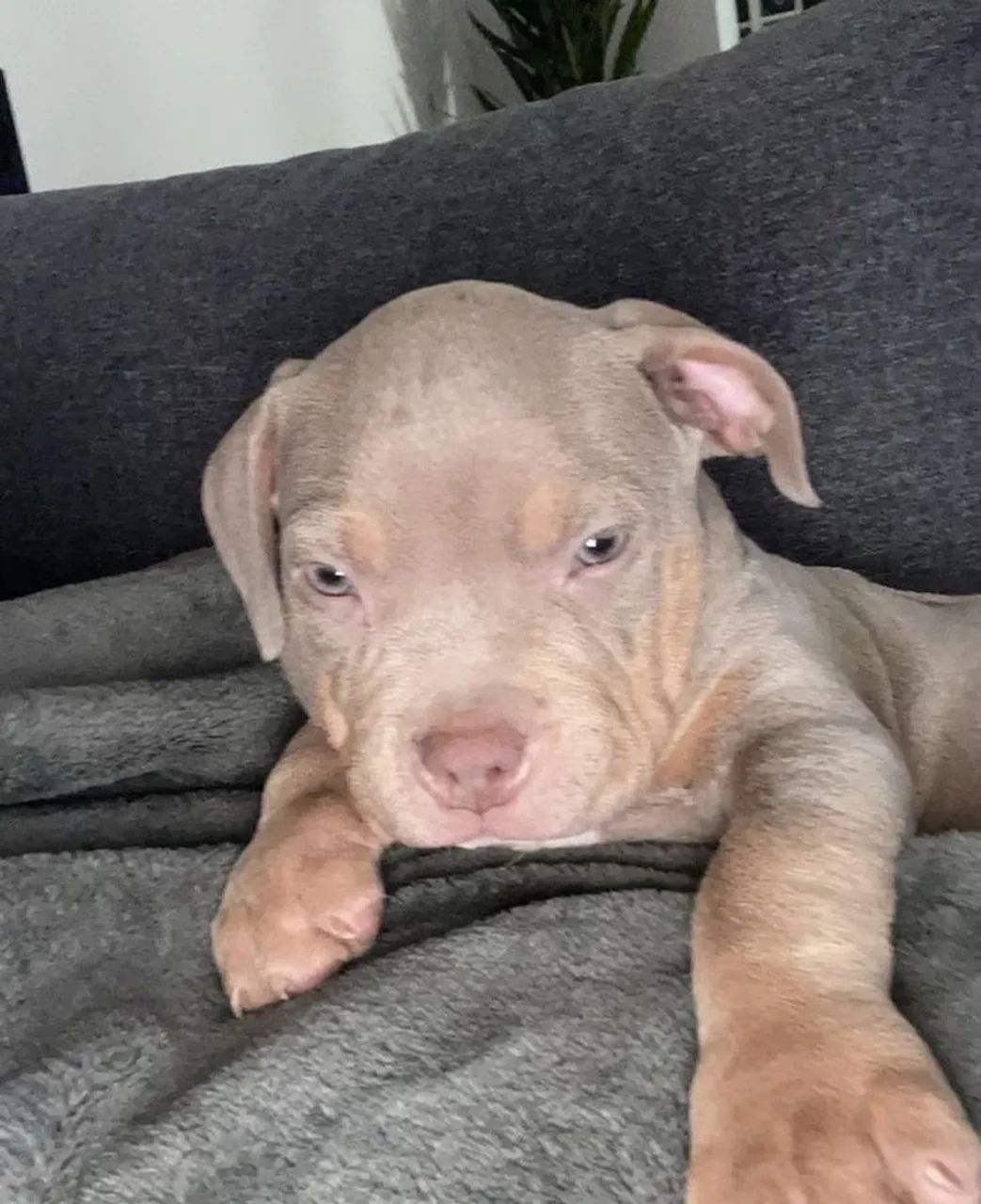 Pitbull - Carinho Que Contagia 