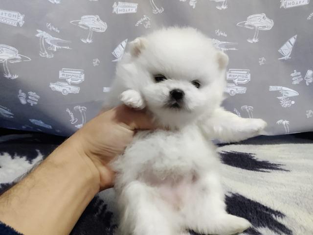 Spitz Poms Fêmea branca