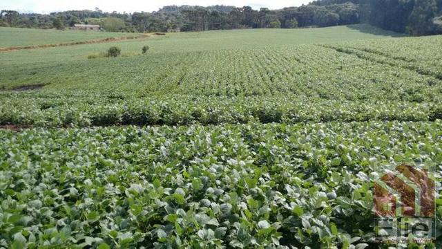 Fazenda Para Plantio de Grãos, Área Mecanizável - Foto 7