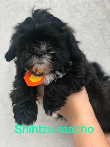 Belíssimo filhote de shihtzu disponíveis