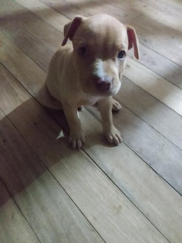 Vende-se - Foto 3