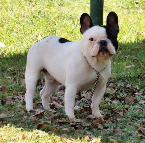 Padreador Bulldog Francês Comprovado - Foto 3