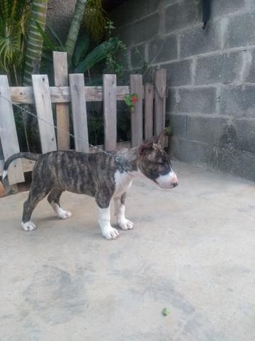 Lindo filhote de Bull terrier - Foto 3