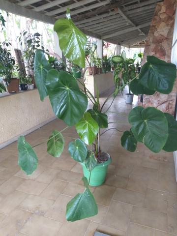 Plantas e mudas - Foto 3
