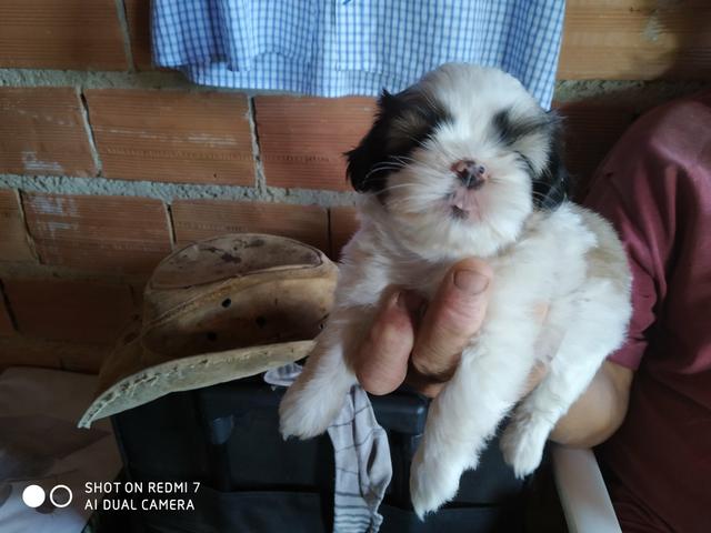 Shitzus a venda - Foto 2