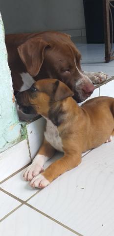 Último pitbull da ninhada - Foto 6