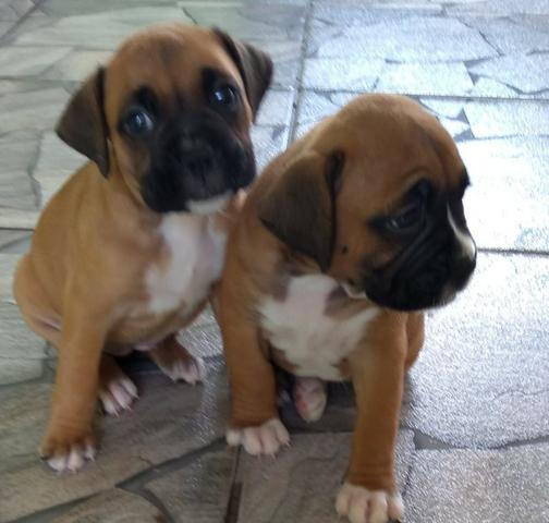 Lindos Filhotes Boxer - Foto 4