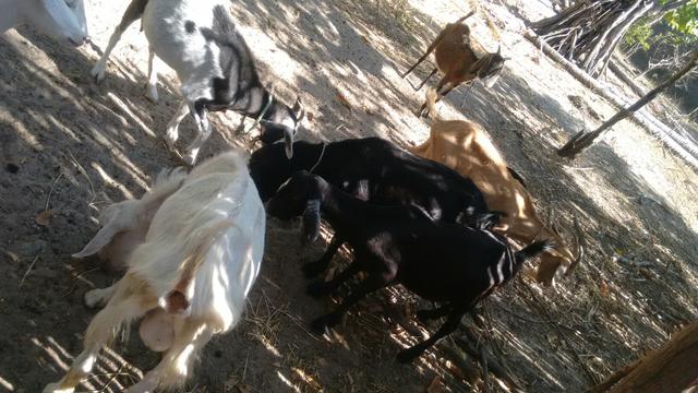 Cabras e bode - Foto 3