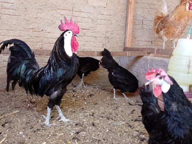 Ovos e Pintos de Raças Ornamentais
