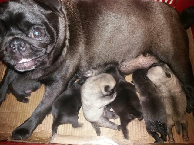 Belíssimos filhotes de Pug a venda. - Foto 2