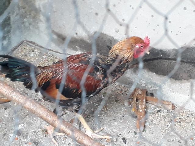Galo - Foto 2