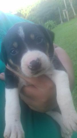 Doasse se cachorrinhos