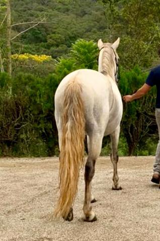 Mangalarga Marchador puro! Cavalo de presença, grande! Ideal para cavalgadas ou charrete! - Foto 3