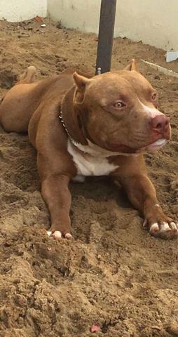 Filhote pit bull - Foto 3