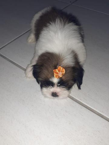 Lindas fêmeas de shih tzu mini - Foto 6