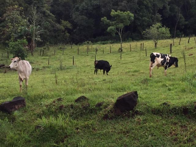 Chácara ótima localização baixou para 200.000,00 - Foto 4