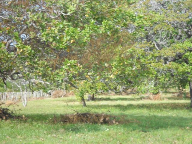 Sítio fundos para lagoa em Caucaia - Foto 10