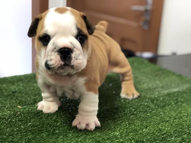 Bulldog Inglês filhotes fêmeas - Foto 3