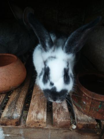Vendo coelhos - Foto 2