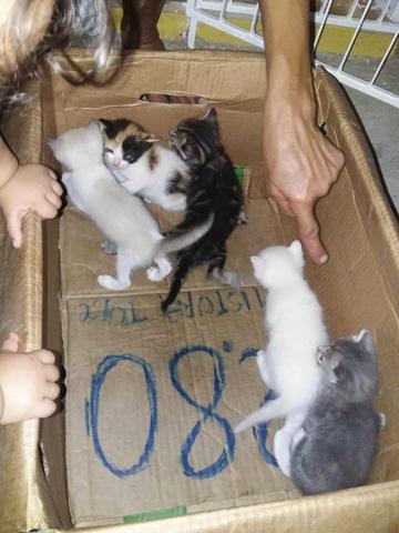 Doações de gatos - Foto 2