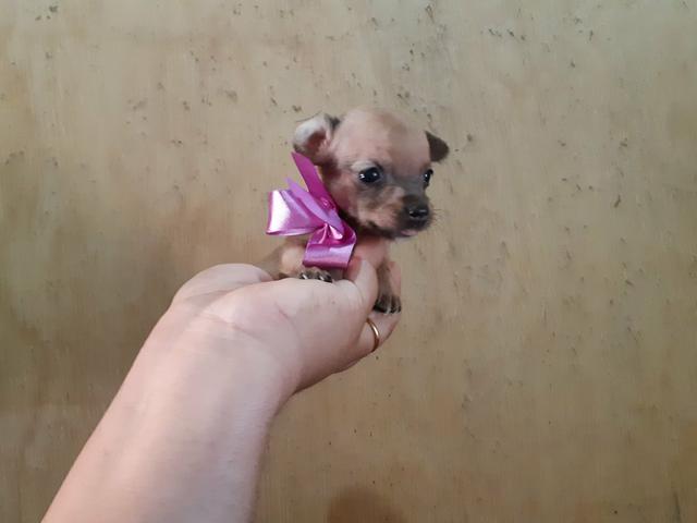 Pinscher zero só 400