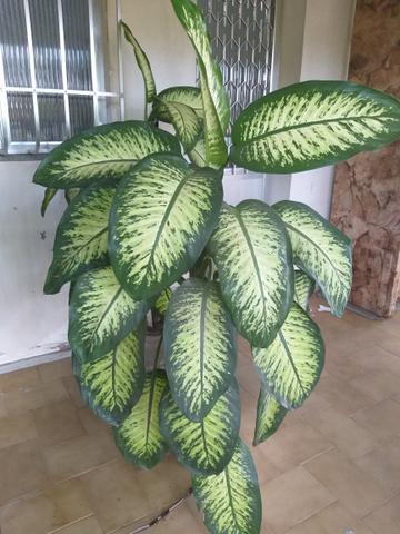 Plantas e mudas - Foto 5