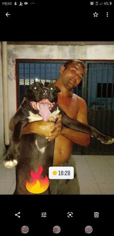 Último pitbull da ninhada - Foto 2