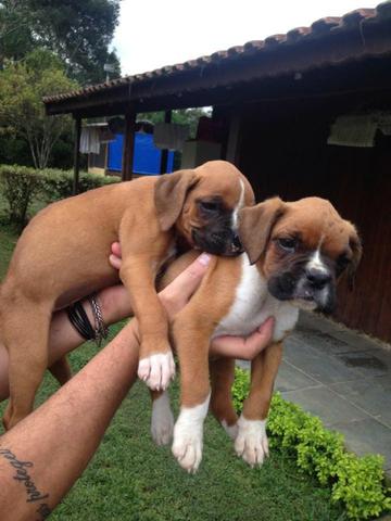 Lindos Filhotes Boxer - Foto 6