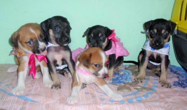 Chihuahua x pinscher só 150