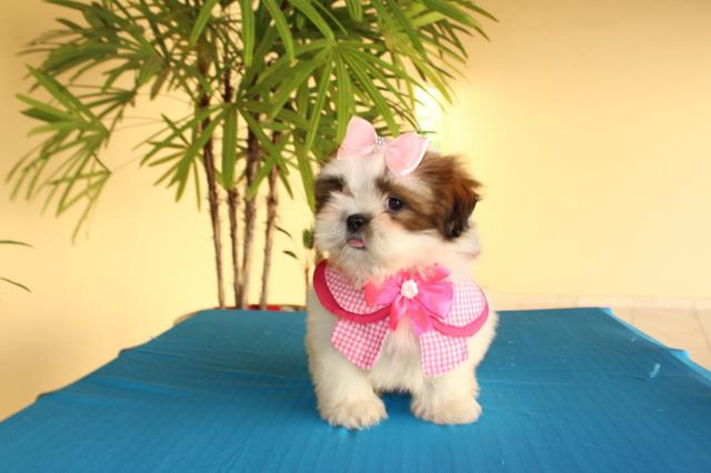 Lindos filhotes minis é micros com pedigree - Foto 5