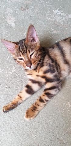 Bengal - Foto 2