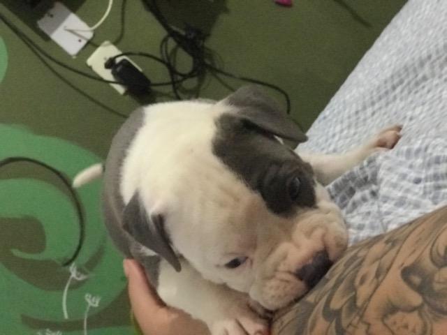 American Staffordshire - Foto 3
