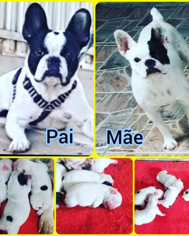 Buldogue francês