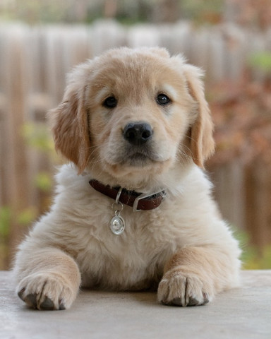 Golden Retriever. Conheça Nossa Loja!