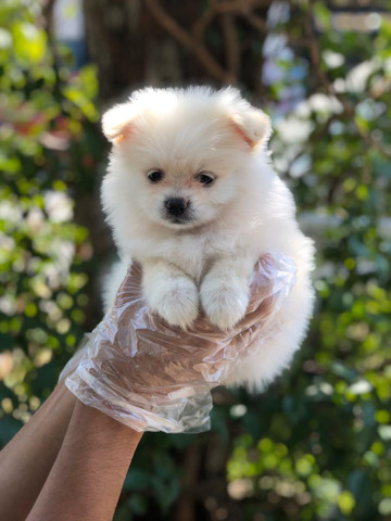 Spitz alemão-Boo - Foto 2