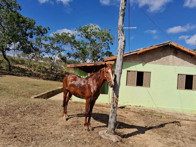 Cavalo de cela - Animais para agropecuária - Borda da Mata 1256806947