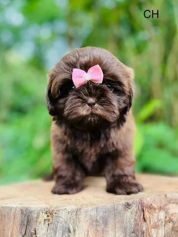 Shihtzu machos e femeas disponíveis  - Foto 4
