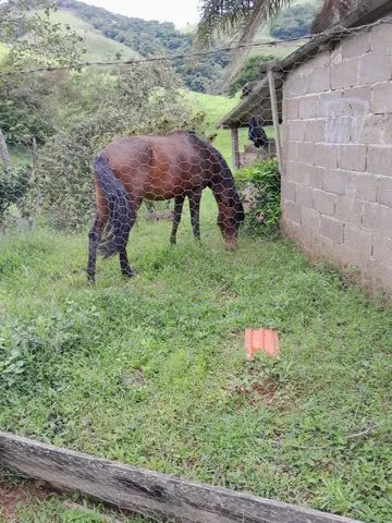 Cavalo de cela - Animais para agropecuária - Borda da Mata 1256806947