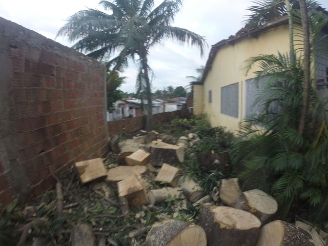 Trabalhamos com poda de árvores limpeza de terrenos e remoção de resíduos  - Foto 5